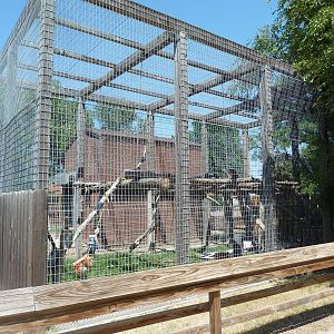 Vervet Monkey Exhibit