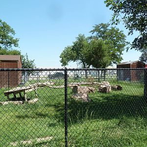 African Crested Porcupine Exhibit
