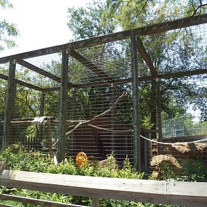 Geoffrey's Spider Monkey Exhibit