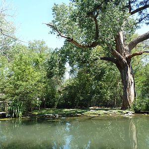 American Alligator Exhibit