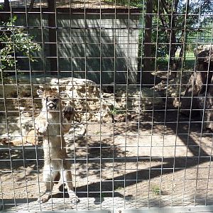 Cougar Exhibit