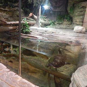 Aug. 2014 - The Swamp - Chicken Turtle + Largemouth Bass Exhibit