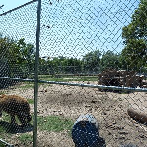 Grizzly Bear Exhibit