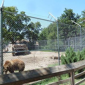 Grizzly Bear Exhibit