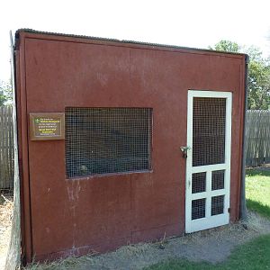 Great Horned Owl Exhibit