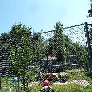 American Black Bear Exhibit