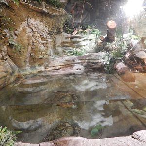 Aug. 2014 - The Swamp - Alligator Snapping Turtle Exhibit