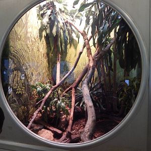 Aug. 2014 - Birds + Reptiles - Peach-throated Monitor Exhibit