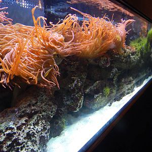 Aug. 2014 - The Living Coast - Fish + Anemone + Shrimp Tank (6 Species)