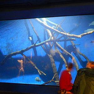 Aug. 2014 - The Living Coast - Largemouth Bass + Bluegill + Smallmouth Bass