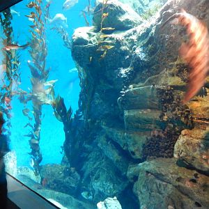 Aug. 2014 - The Living Coast - Pacific Coast Tank (6 Species)