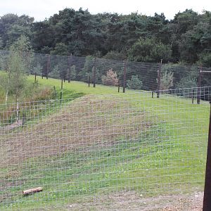 Polar bear enclosure showing rear slope 21-8-14