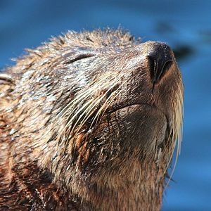 Fur Seal