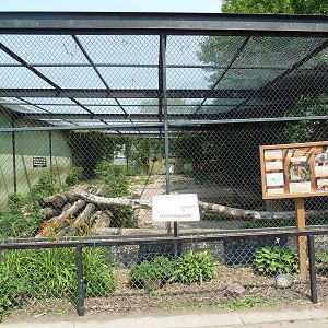 Bengal Tiger Exhibit