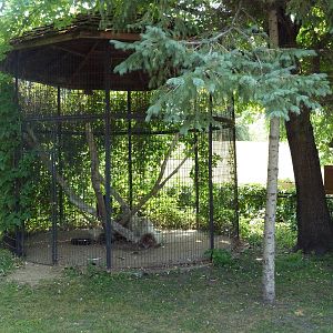 Turkey Vulture Exhibit