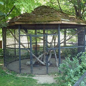 Black Vulture Exhibit