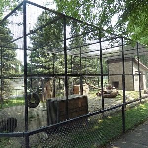 Cougar Exhibit