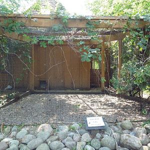 Lineated Kalij Pheasant Exhibit