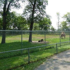 Bactrian Camel/Donkey Exhibit