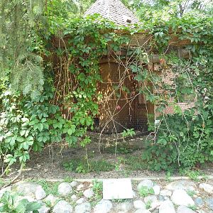 Lady Amherst Pheasant Exhibit