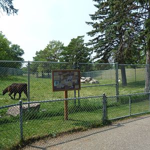 Llama/Dall Sheep Exhibit