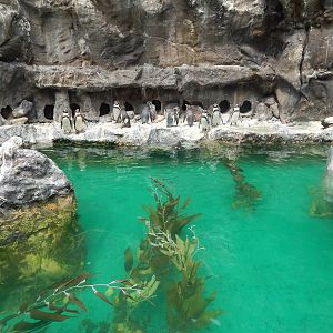 Aug. 2014 - The Living Coast - Humboldt Penguin + Grey Gull + Inca Tern Exh