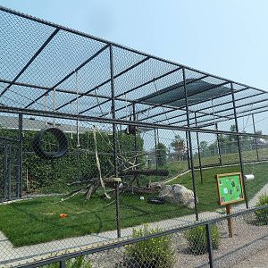White-Handed Gibbon Exhibit