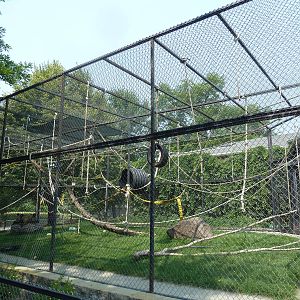 Black-Handed Spider Monkey Exhibit
