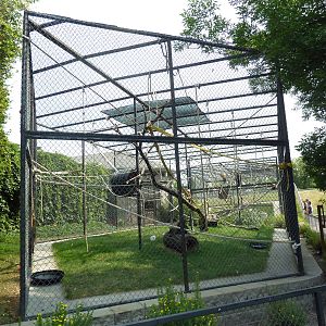 Black-Handed Spider Monkey Exhibit