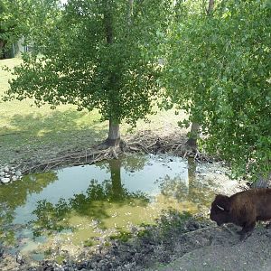 American Bison/Rocky Mountain Elk Exhibit