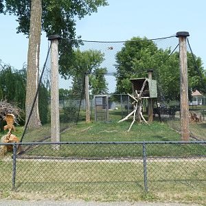 Bald Eagle + Golden Eagle Exhibit