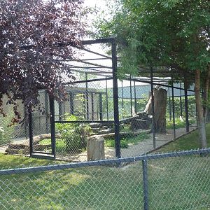 Snow Leopard Exhibit