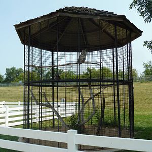 Great Horned Owl Exhibit