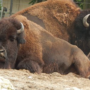Aug. 2014 - Great Bear Wilderness - American Bison