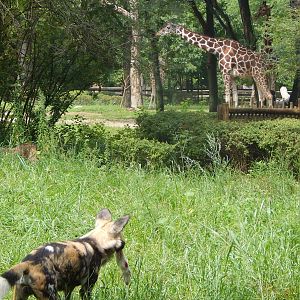 Aug. 2014 - Habitat Africa! The Savanna - African Painted Dog + Reticulated