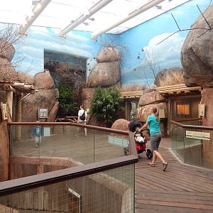 Aug. 2014 - Habitat Africa! The Savanna - Kopjie Building (7 Species)