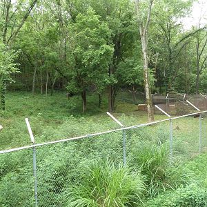 Maned Wolf Exhibit