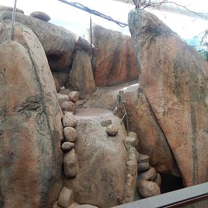 Aug. 2014 - Habitat Africa! The Savanna - Kopjie Building - Part of the Kli