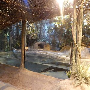 Aug. 2014 - Habitat Africa! The Forest - Dwarf Crocodile Exhibit