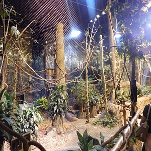 Aug. 2014 - Habitat Africa! The Forest - Red-billed Hornbill + Royal Antelo