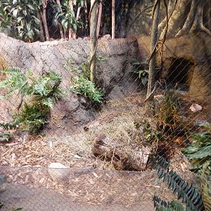 Aug. 2014 - Habitat Africa! The Forest - Giant Elephant Shrew Exhibit