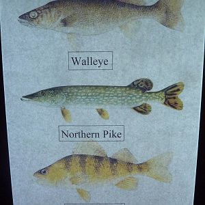 Species List (1 of 5)