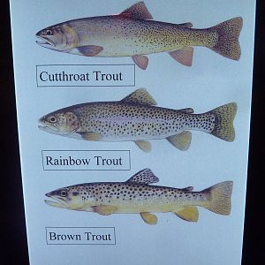 Species List (1 of 5)