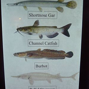 Species List (1 of 5)