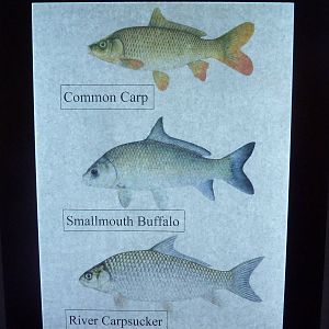 Species List (1 of 5)