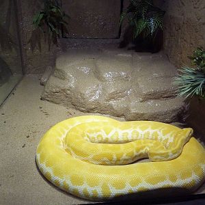 Burmese Python Exhibit