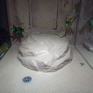 Snake Exhibit - Species?