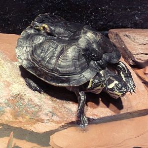 Two-Headed Turtle
