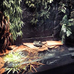 Two-Headed Turtle Exhibit