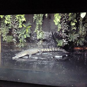 New Guinea Crocodile Exhibit